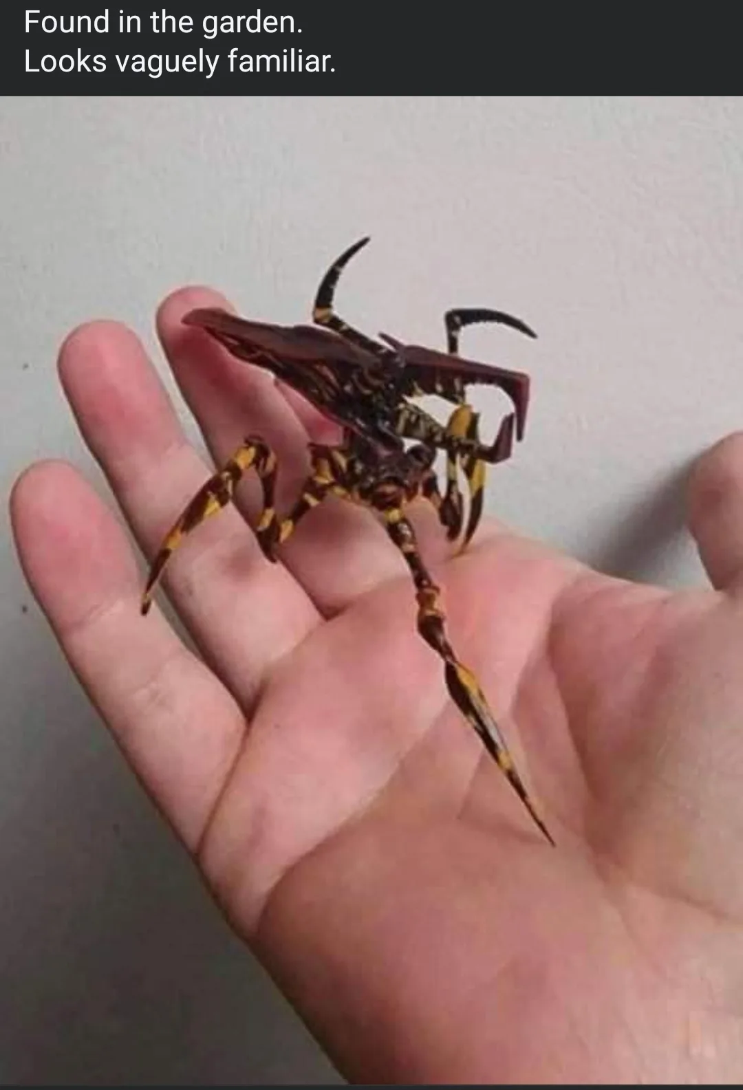 A person's open palm holds a large, exotic-looking arachnid with a dark brown and yellow striped body, long spindly legs…