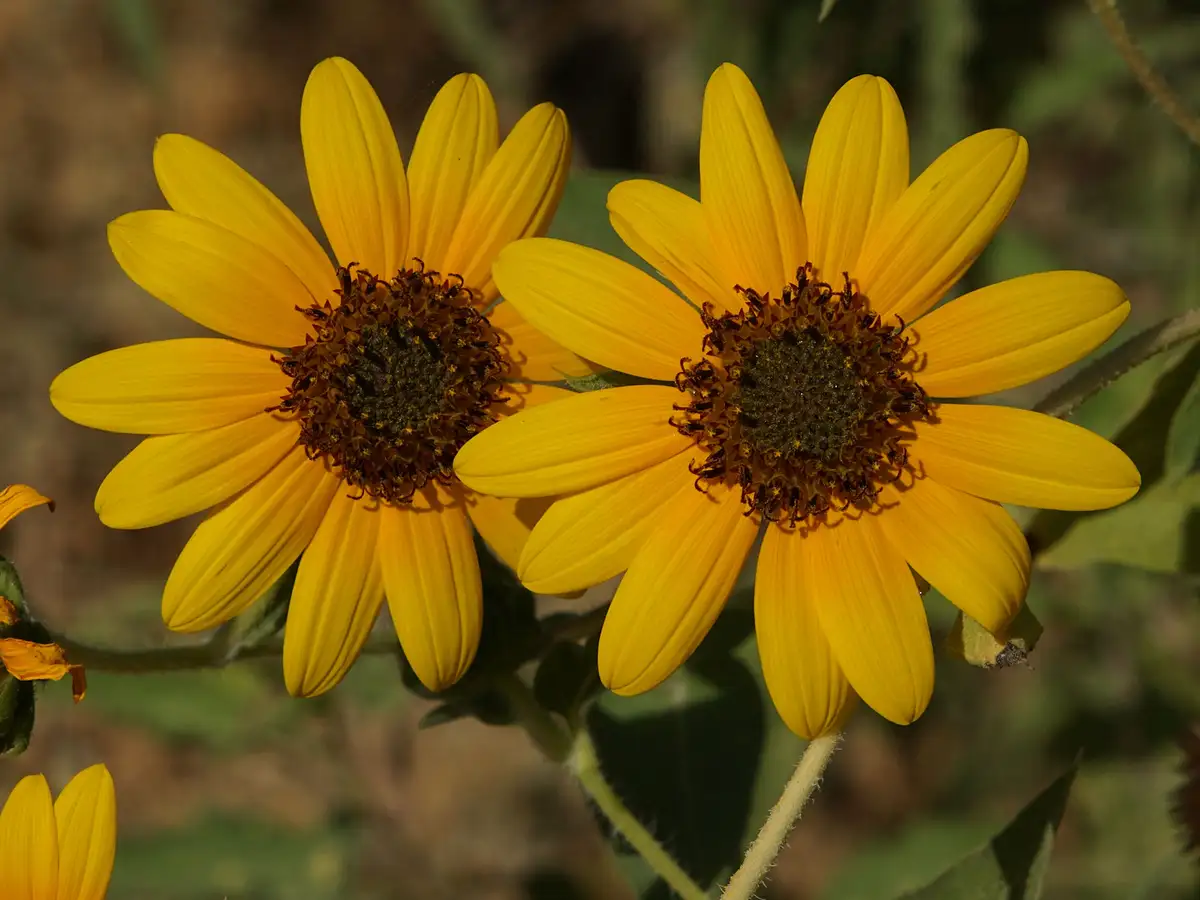 Two bright yellow sunflowers with dark brown centers are shown side-by-side in a natural setting, with green foliage and…