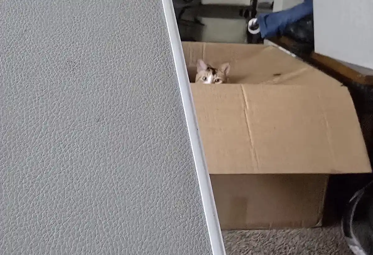 A calico cat peeks cautiously over the edge of a large cardboard box, its wide eyes staring directly at the camera. The box…