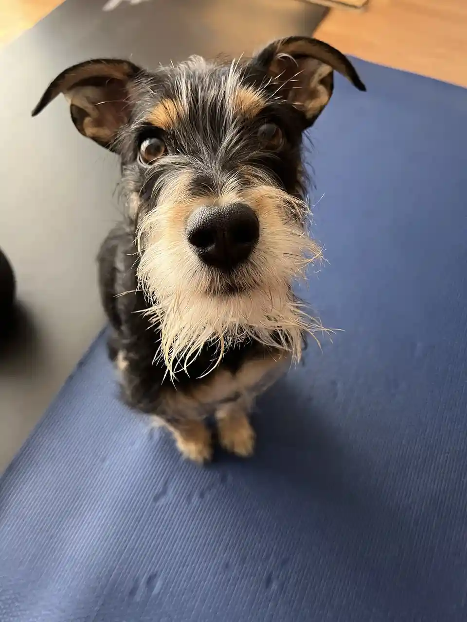 A close-up photo of a small black and tan dog with scruffy fur and large, expressive eyes, sitting on a blue textured mat…