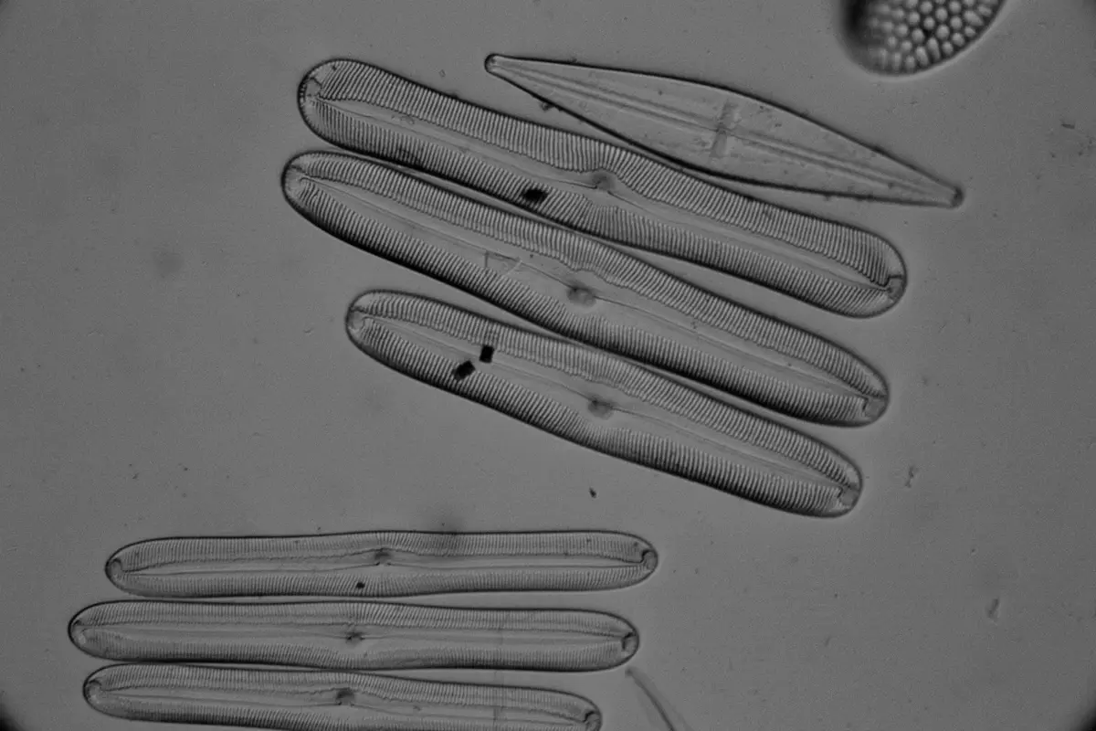 A black-and-white microscopic image shows multiple elongated, segmented, translucent organisms resembling diatoms or similar…