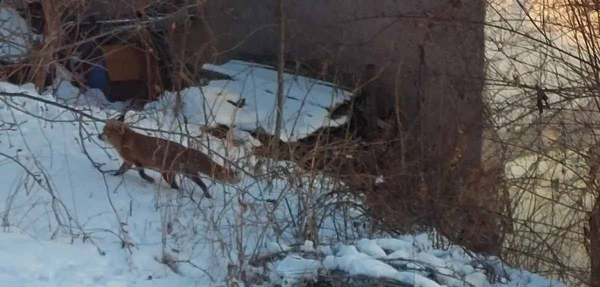 A reddish-brown fox is captured walking through a snowy landscape, partially obscured by bare, tangled branches in the…