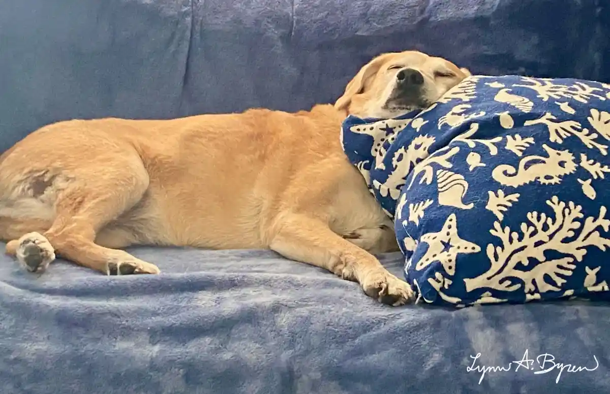 A golden retriever is sleeping soundly on a blue couch, its head resting on a blue blanket with white seahorse and starfish…