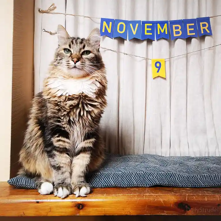 A fluffy tabby cat with green eyes sits regally on a wooden shelf atop a blue patterned cushion, looking directly at the…