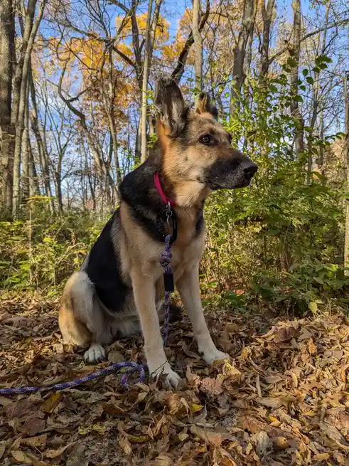 A German Shepherd dog sits calmly on a bed of fallen autumn leaves in a forest, wearing a pink collar and a colorful rope…