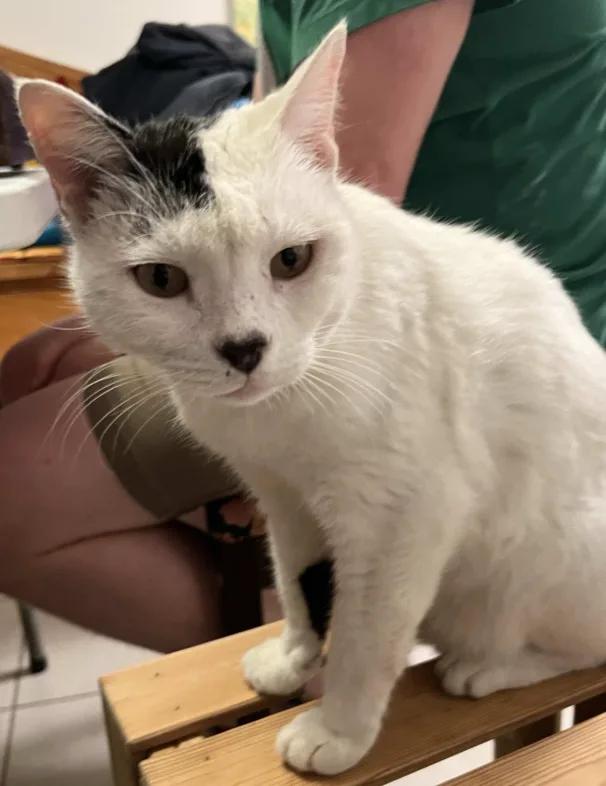 A white cat with a distinct black patch on its forehead sits calmly on a wooden surface, looking directly at the camera…