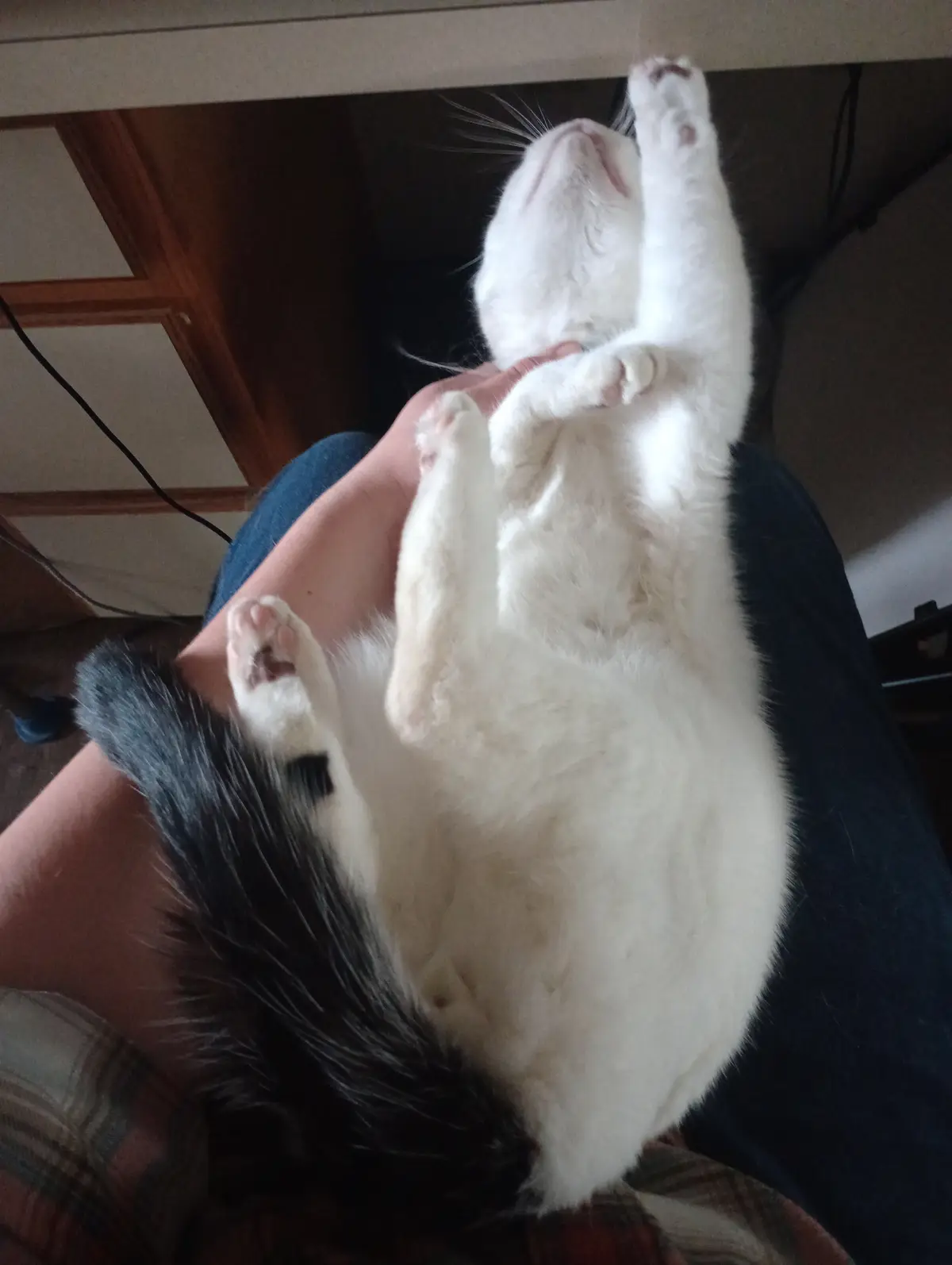 A white cat with a black-tipped tail is lying on its back in someone's lap, exposing its belly and paws, while the person…