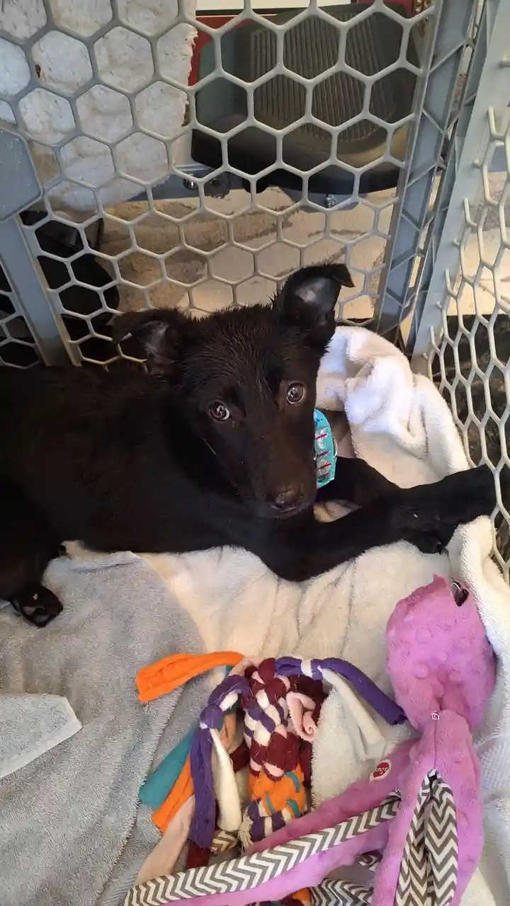 A black puppy with wide, tearful eyes lies inside a hexagonal wire pet crate, resting on soft towels and surrounded by…