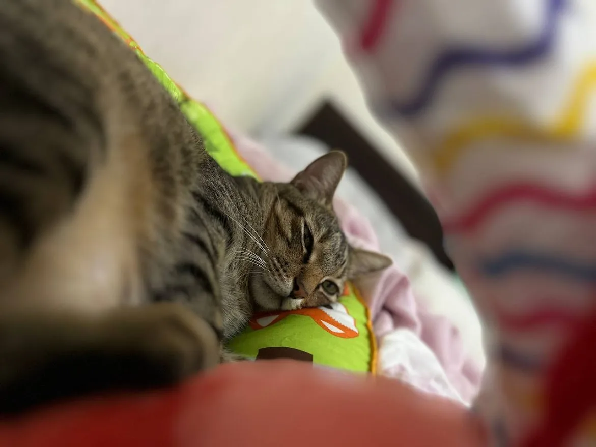 a tabby cat is lying on a colorful pillow, half-asleep with one eye open, surrounded by soft blankets. The overlaid text…