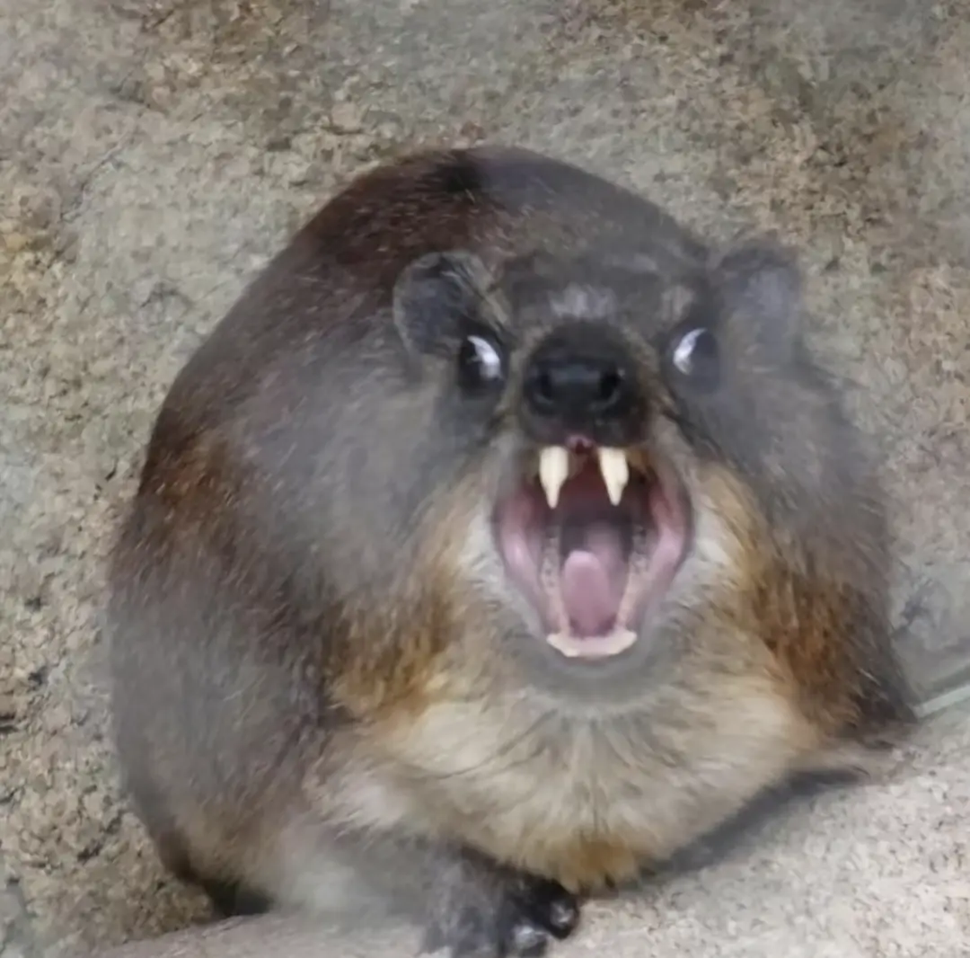 a close-up photo of a rock hyrax with its mouth wide open, showing sharp teeth and a pink tongue, against a rough stone…