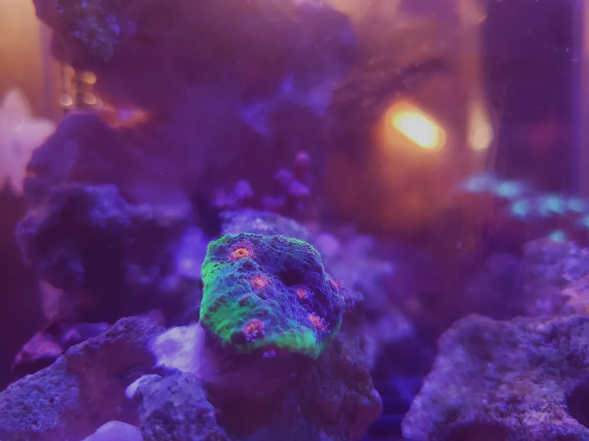 A vibrant, fluorescent green coral with pink-tipped polyps sits on a rock in a purple-lit aquarium, surrounded by other…