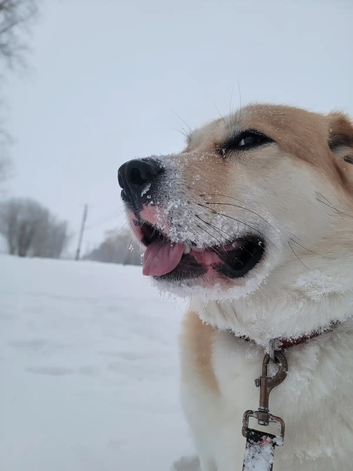 A close-up of a light-colored dog with snow on its face, tongue out, and eyes half-closed in a snowy outdoor setting. The…