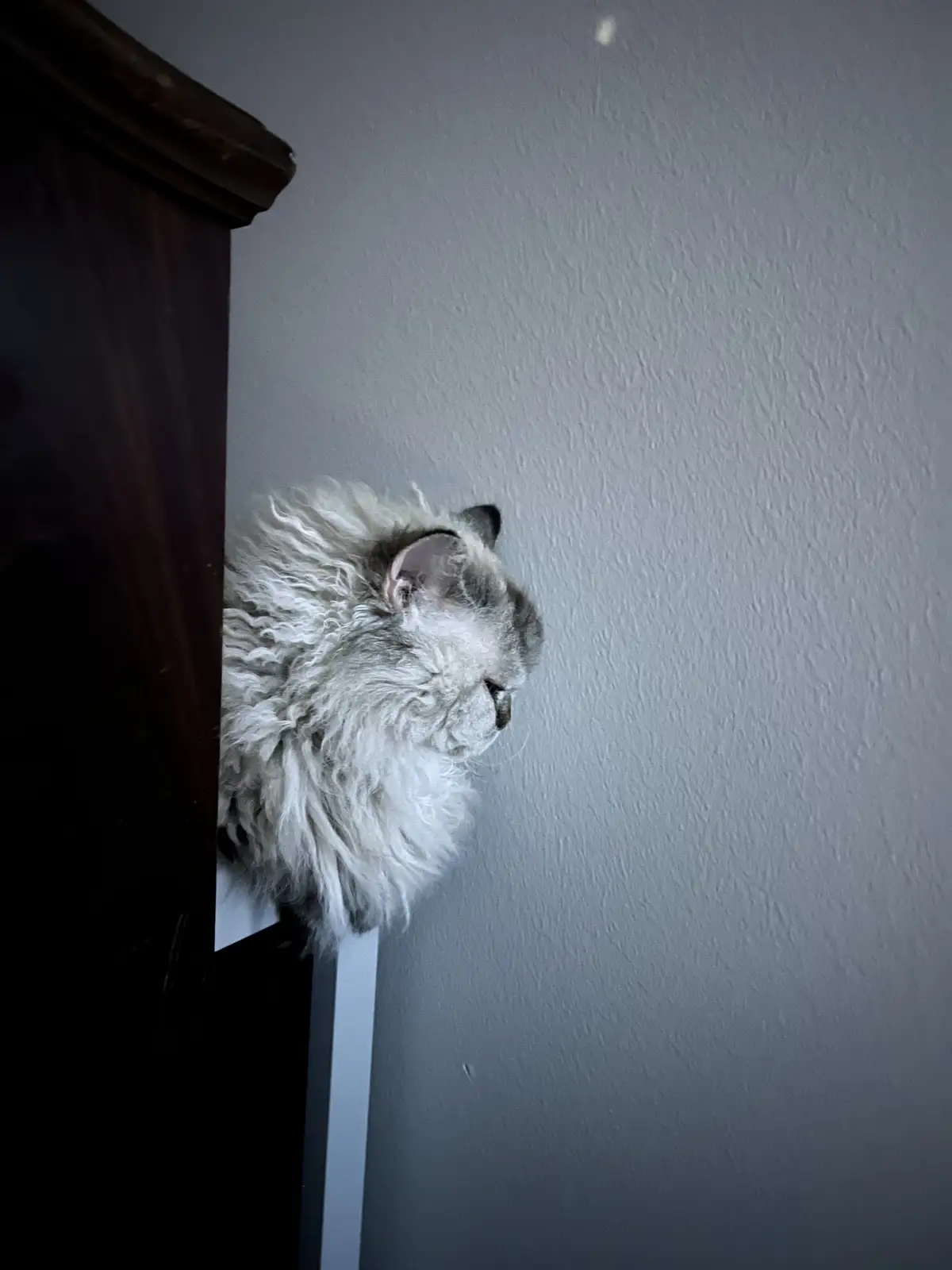 A fluffy, long-haired cat with grey and white fur peeks out from behind a dark wooden piece of furniture, looking downward…