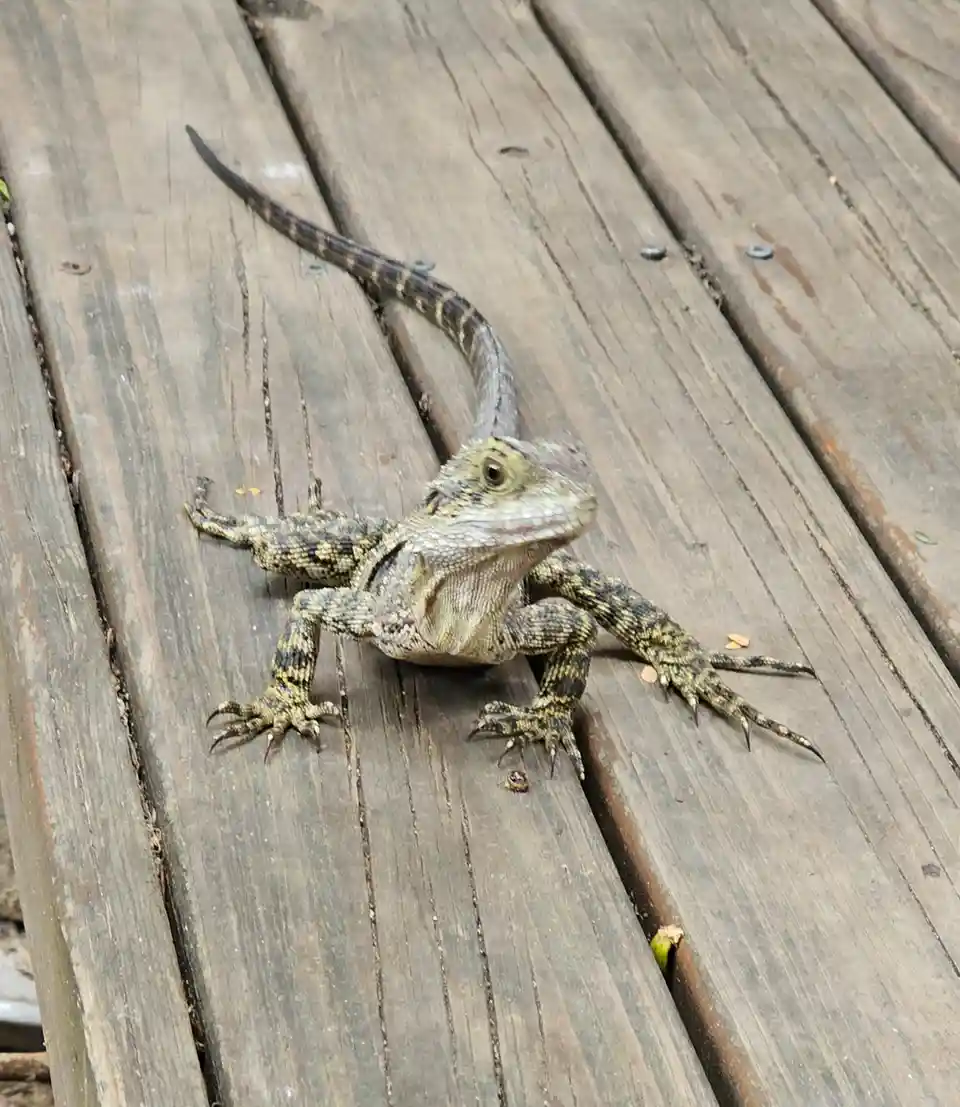 A close-up photo of a patterned lizard with a long tail and spiky claws resting on weathered wooden planks. The lizard is…