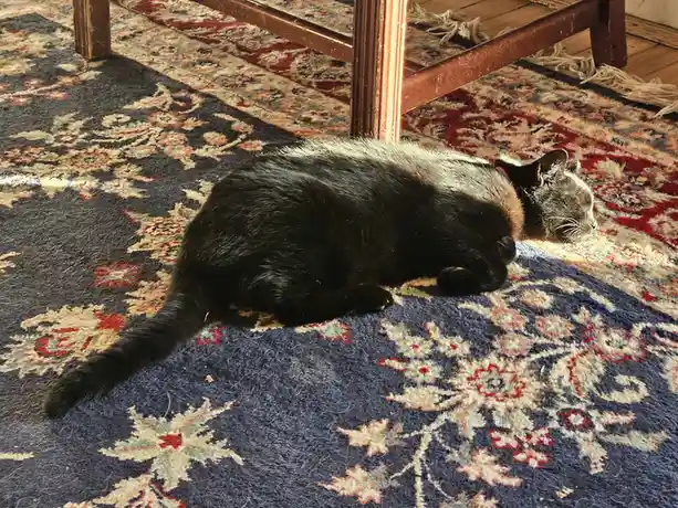 A black cat is curled up and sleeping on a patterned rug with red, blue, and beige floral designs. Sunlight illuminates part…