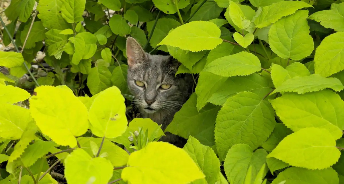 Cute Kitty Moments