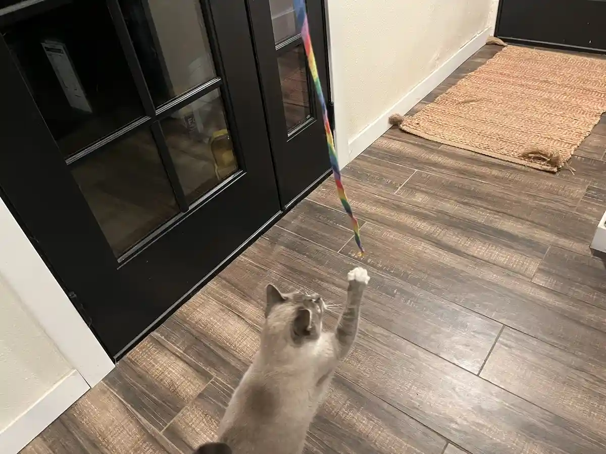 A light-colored cat stands on its hind legs indoors, reaching up with one paw toward a rainbow-colored string toy dangling…
