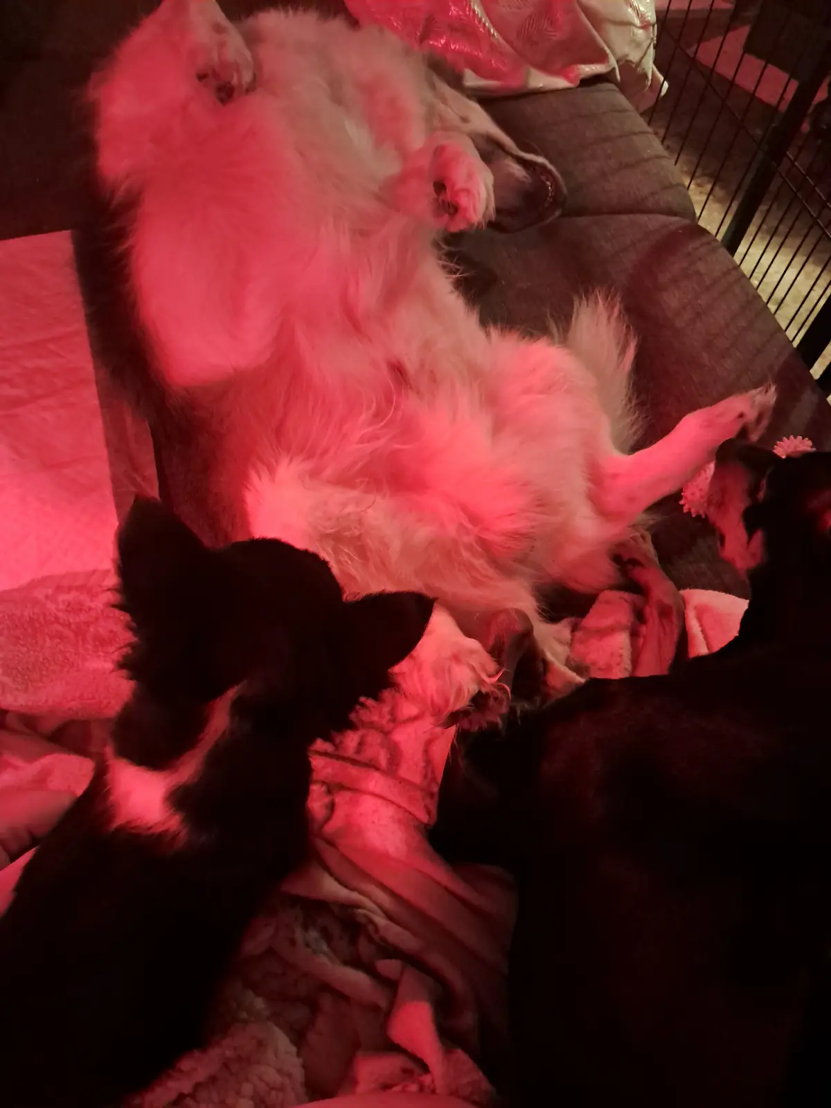 A fluffy white dog lies on its back on a couch, belly exposed and paws up, bathed in red light. Two smaller black dogs are…