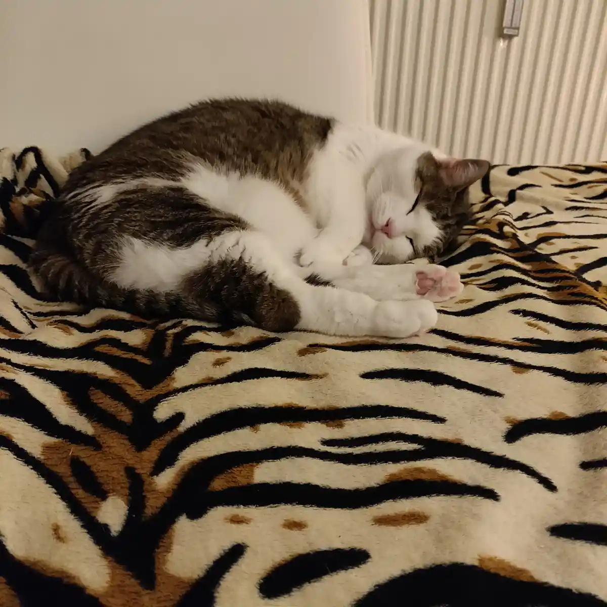 A brown and white domestic cat is curled up and sleeping soundly on a plush blanket with a tiger stripe pattern. The cat's…