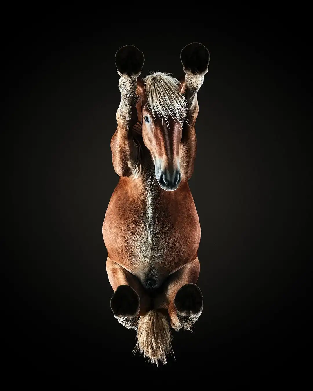 A brown horse with a blonde mane is suspended upside down against a black background, its front hooves raised and its head…
