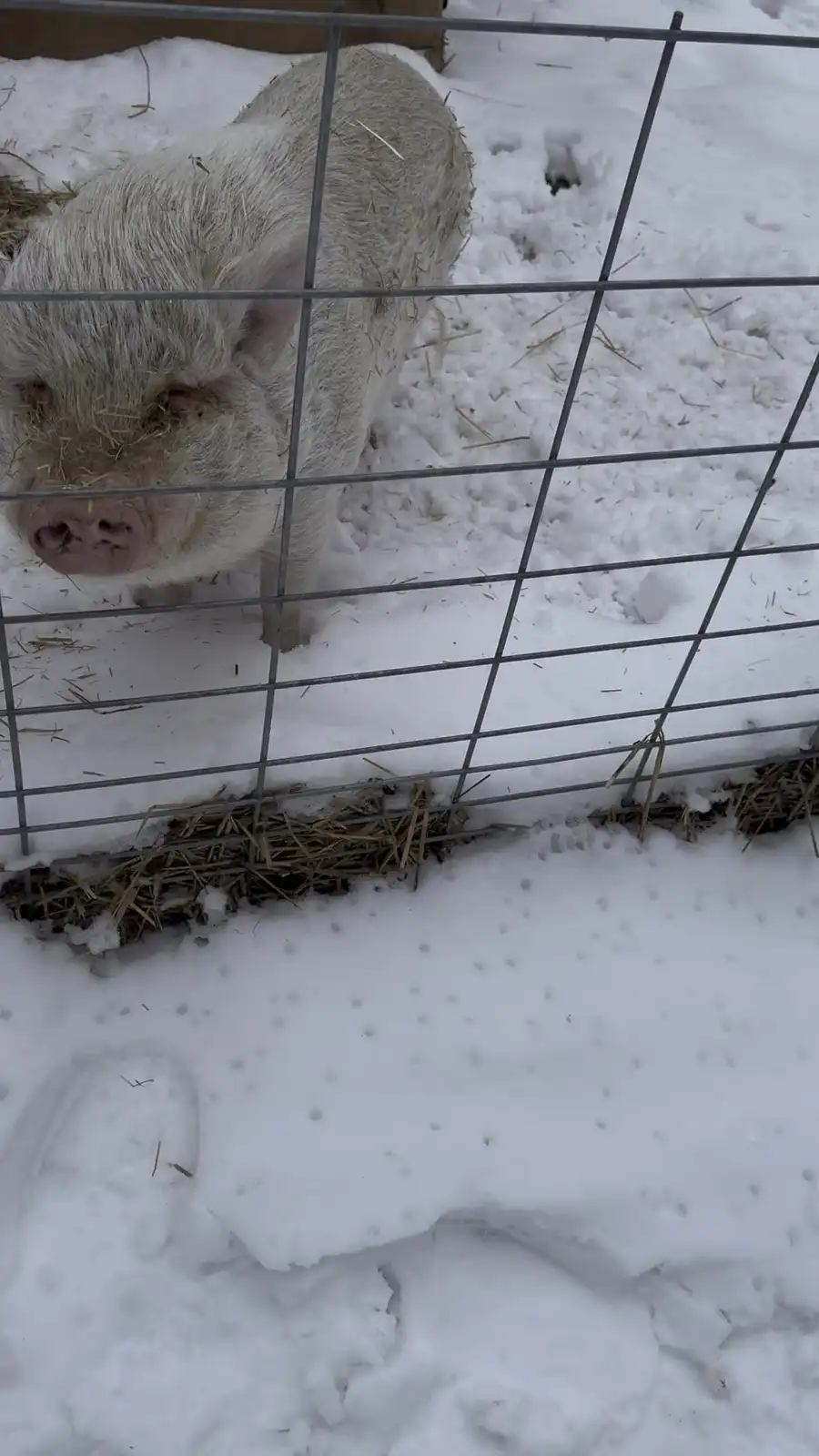 A light-colored pig with hay in its fur stands behind a wire fence in a snowy enclosure, looking directly at the camera. The…