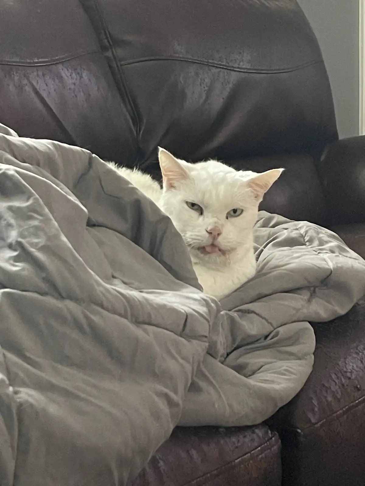 A white cat with green eyes is peeking out from under a gray blanket on a dark brown leather couch, sticking its tongue out…