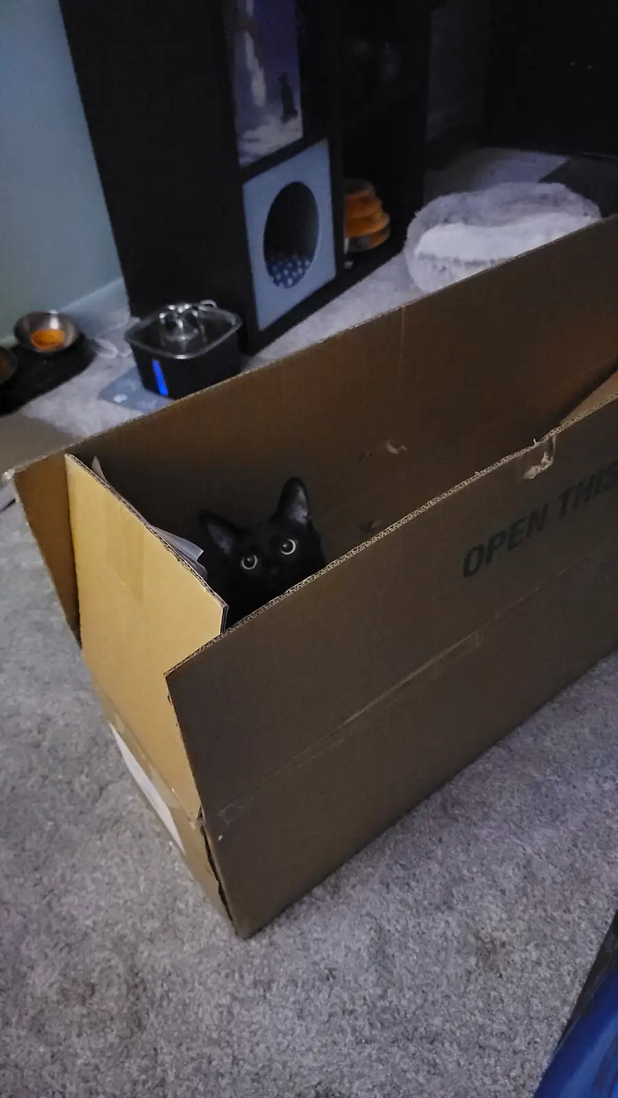 A black cat with wide, startled eyes peeks out from inside a large cardboard box that has the words 'OPEN THIS' printed on…