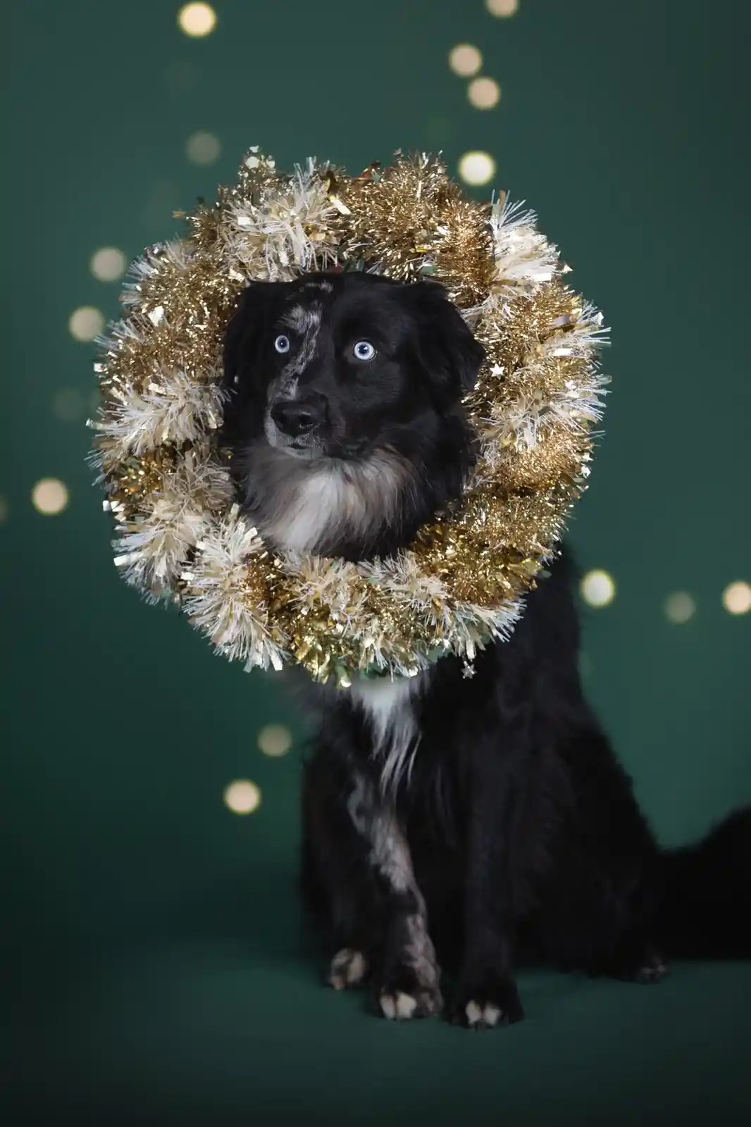 A black and white dog with striking blue eyes sits calmly against a dark green background with soft bokeh lights. It wears a…