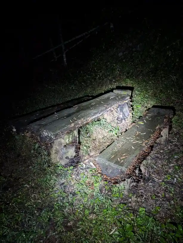 A wooden bench in a dark, nighttime outdoor setting is covered with numerous small brown mushrooms growing along its edges…