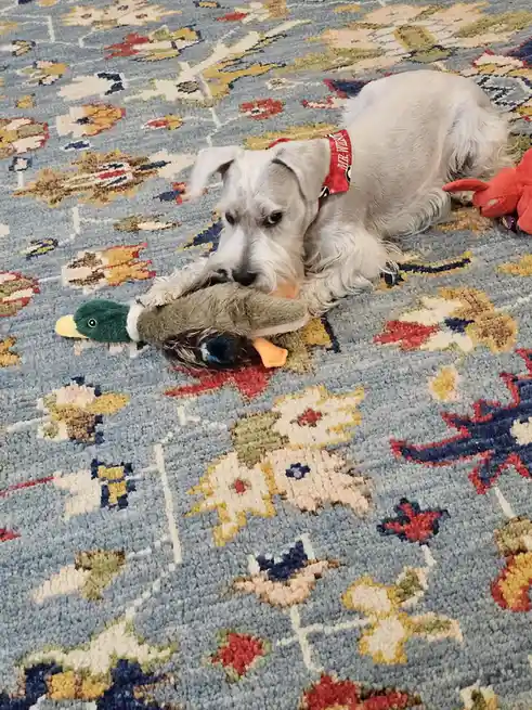 A white schnauzer dog lies on a patterned rug, holding a plush duck toy in its mouth. The dog has a serious, unamused…