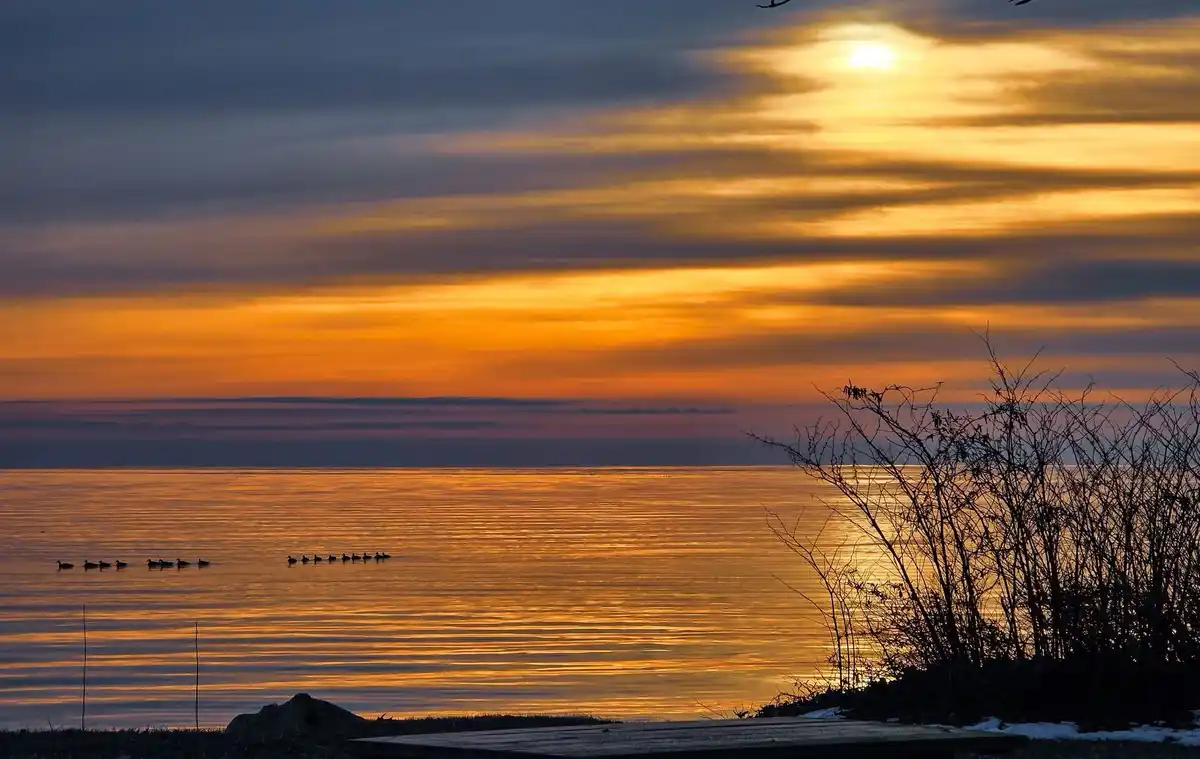 A serene sunset over a calm body of water, with silhouettes of birds flying overhead and geese swimming in lines. Bare…