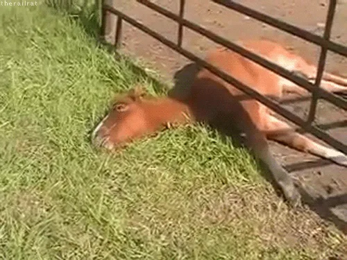 A composite image shows a brown horse lying down in grass next to a metal fence, with the same photo repeated four times…