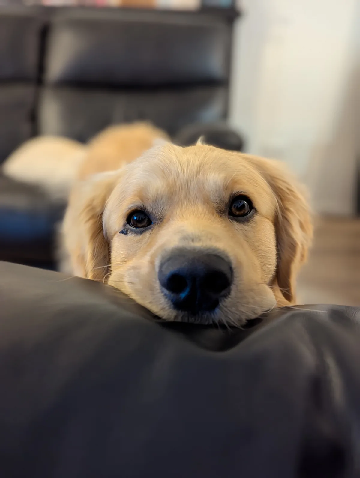 A golden retriever with a single visible tear on its cheek rests its head on a black leather surface, looking directly at…