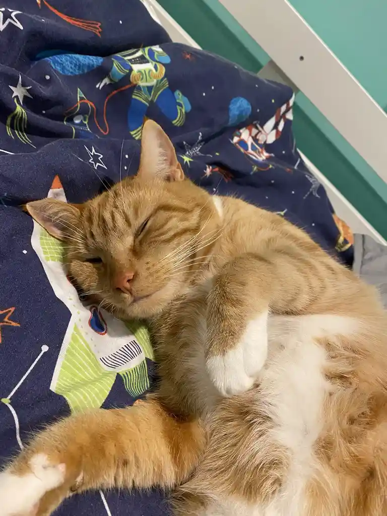 An orange tabby cat with white paws is curled up asleep on a dark blue blanket featuring colorful space-themed patterns like…