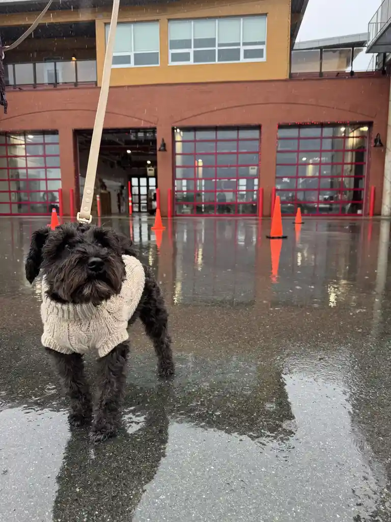A small black dog wearing a beige knitted sweater stands in the rain in front of a fire station with red garage doors. The…