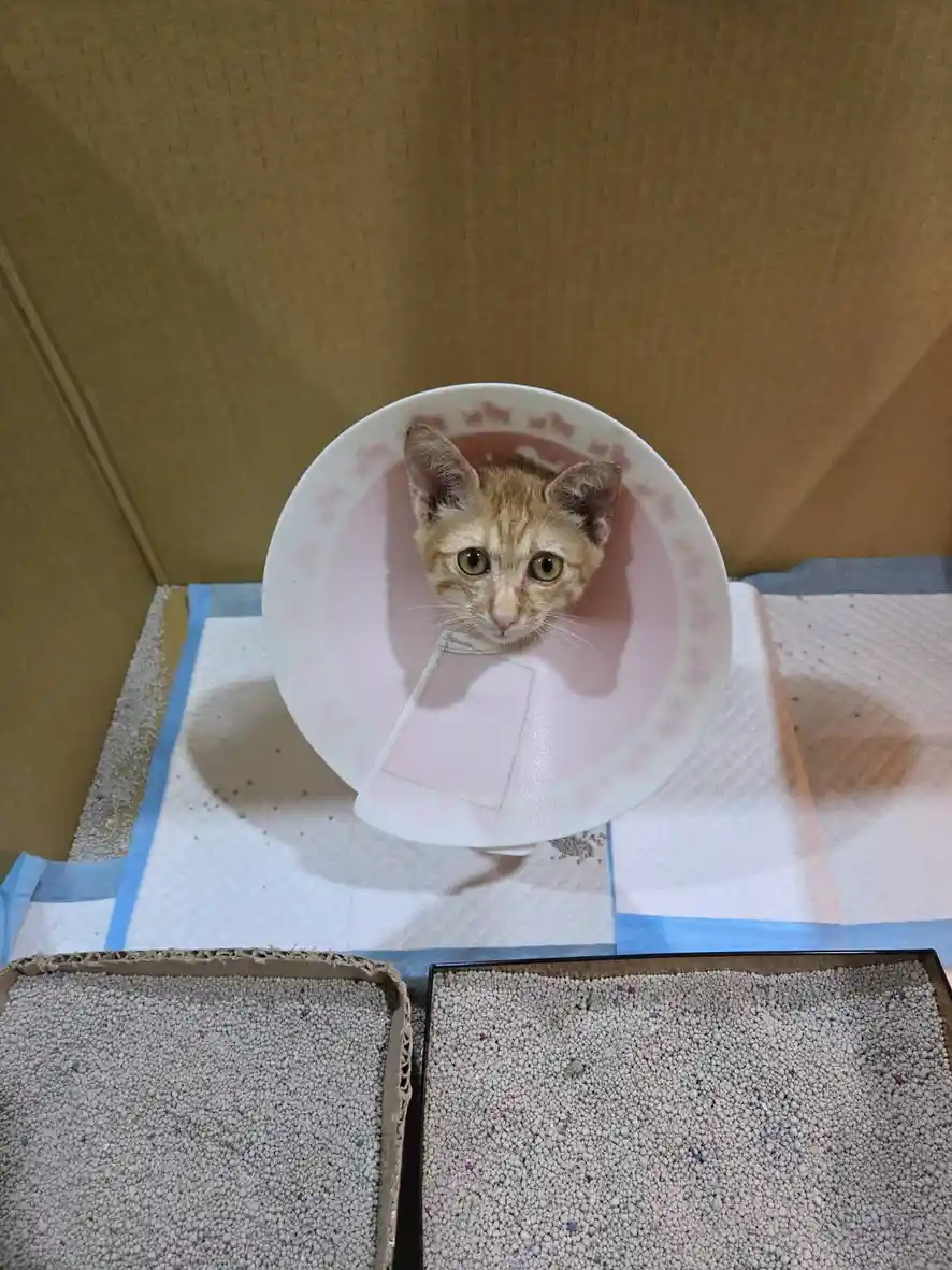 A small orange tabby kitten with wide, startled eyes peers out from inside a white ceramic bowl that has been repurposed as…