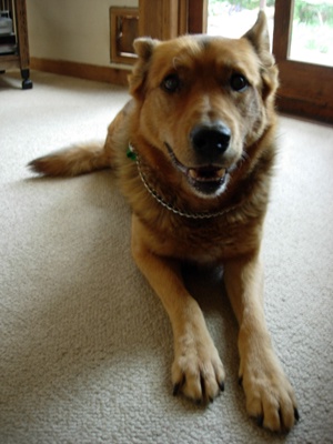 A tan dog with a chain collar lies on a beige carpet, looking directly at the camera with a slightly goofy expression. The…