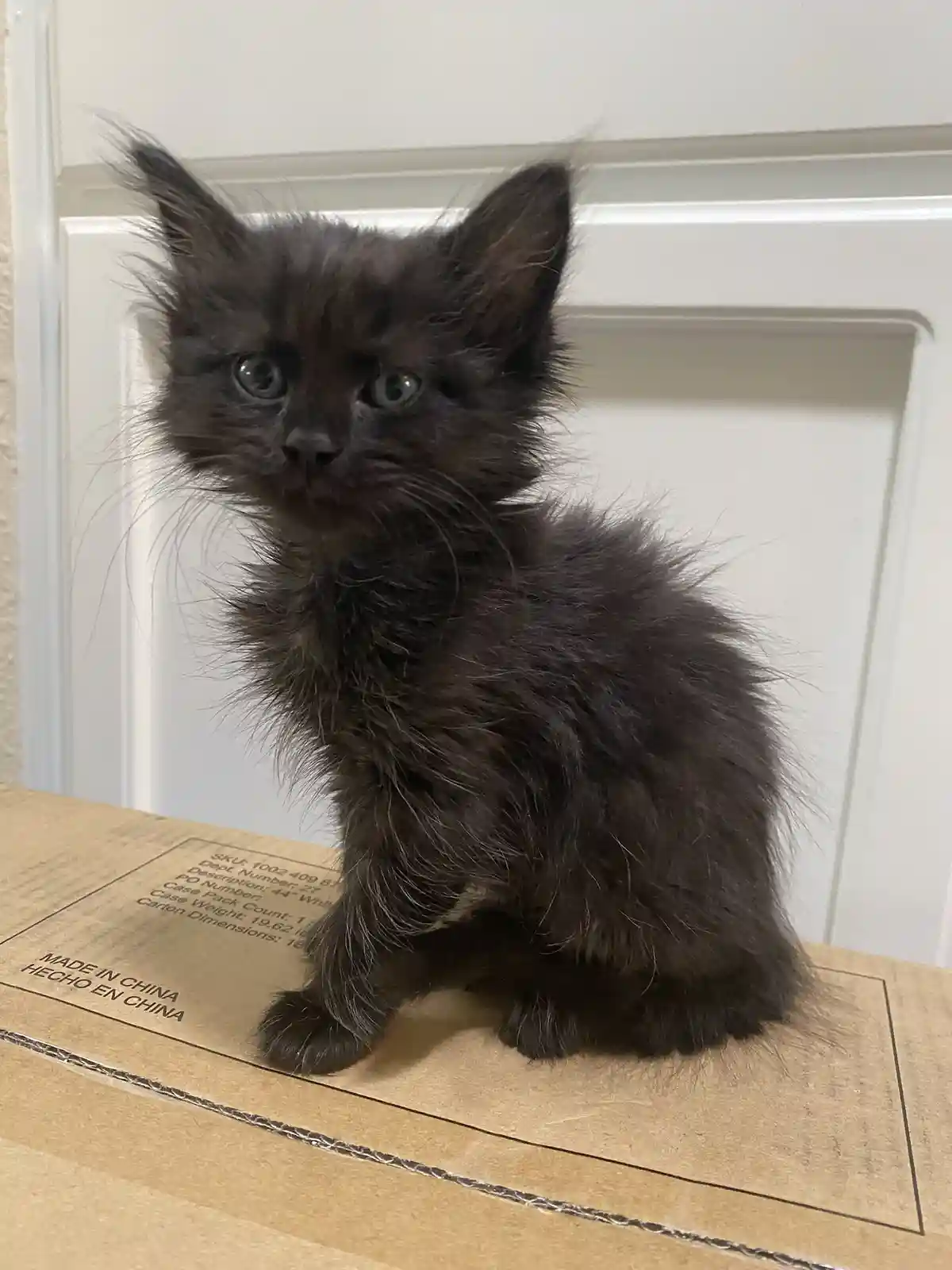 A small, fluffy black kitten with wide, innocent eyes sits atop a cardboard box labeled 'MADE IN CHINA' and 'HECHO EN…
