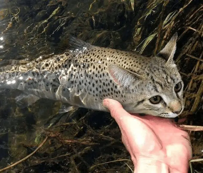 A hand holds a spotted wild cat, likely a bobcat, partially submerged in shallow water with visible rocks and reeds. The cat…