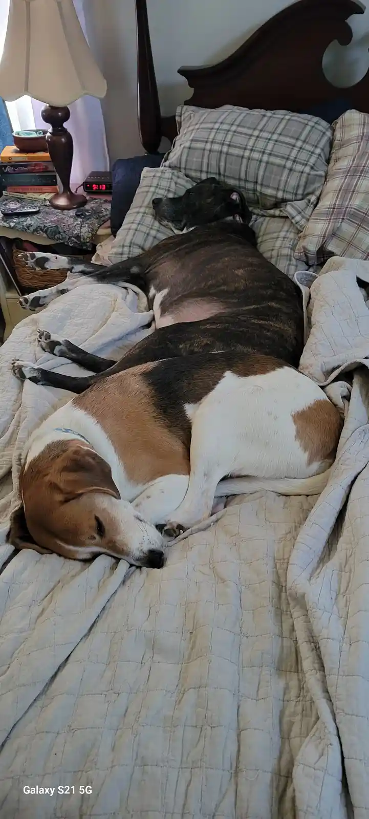 Two dogs are sleeping on a bed with plaid pillows and a quilted comforter. One is a large, dark brindle dog lying on its…