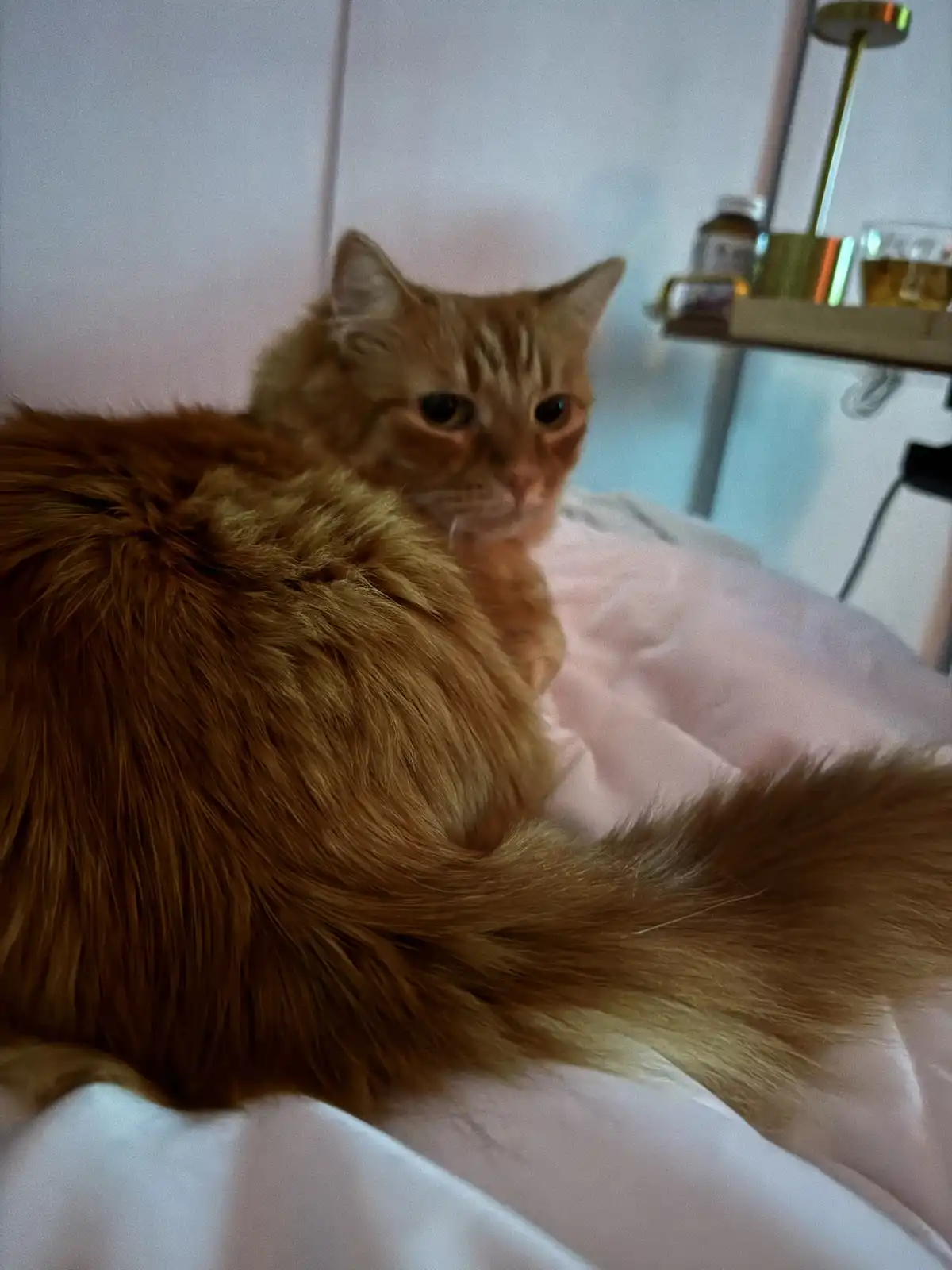 A fluffy orange tabby cat sits on a bed with white sheets, looking directly at the camera with a tired, unimpressed…