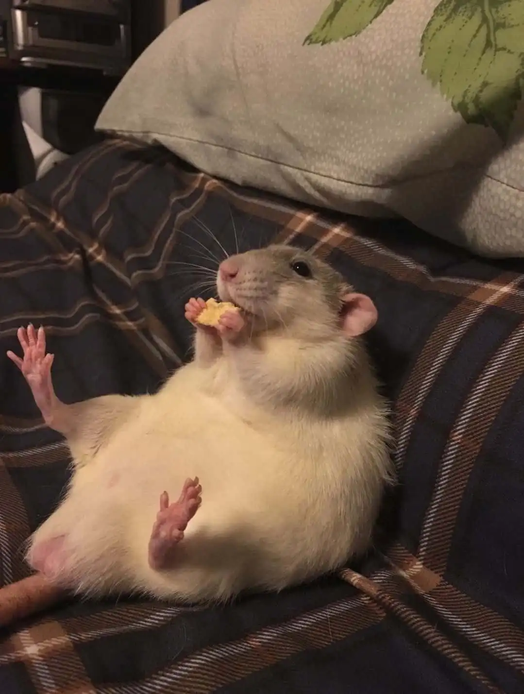 A light-colored rat lies on its back on a plaid blanket, holding a small piece of food in its front paws and eating it while…