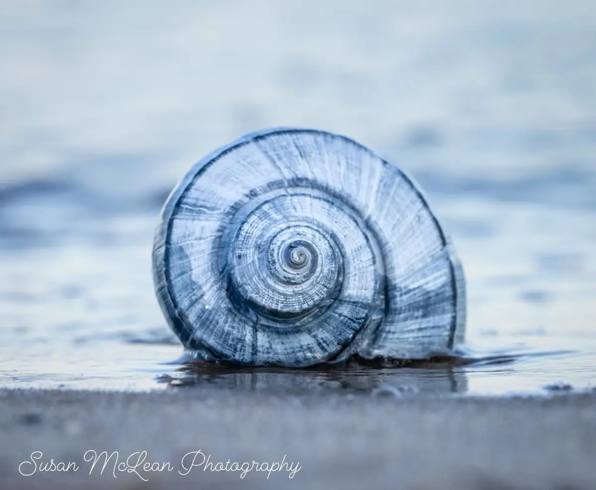 A close-up photograph shows a spiral seashell resting at the water's edge on a sandy beach, with a blurred blue water…