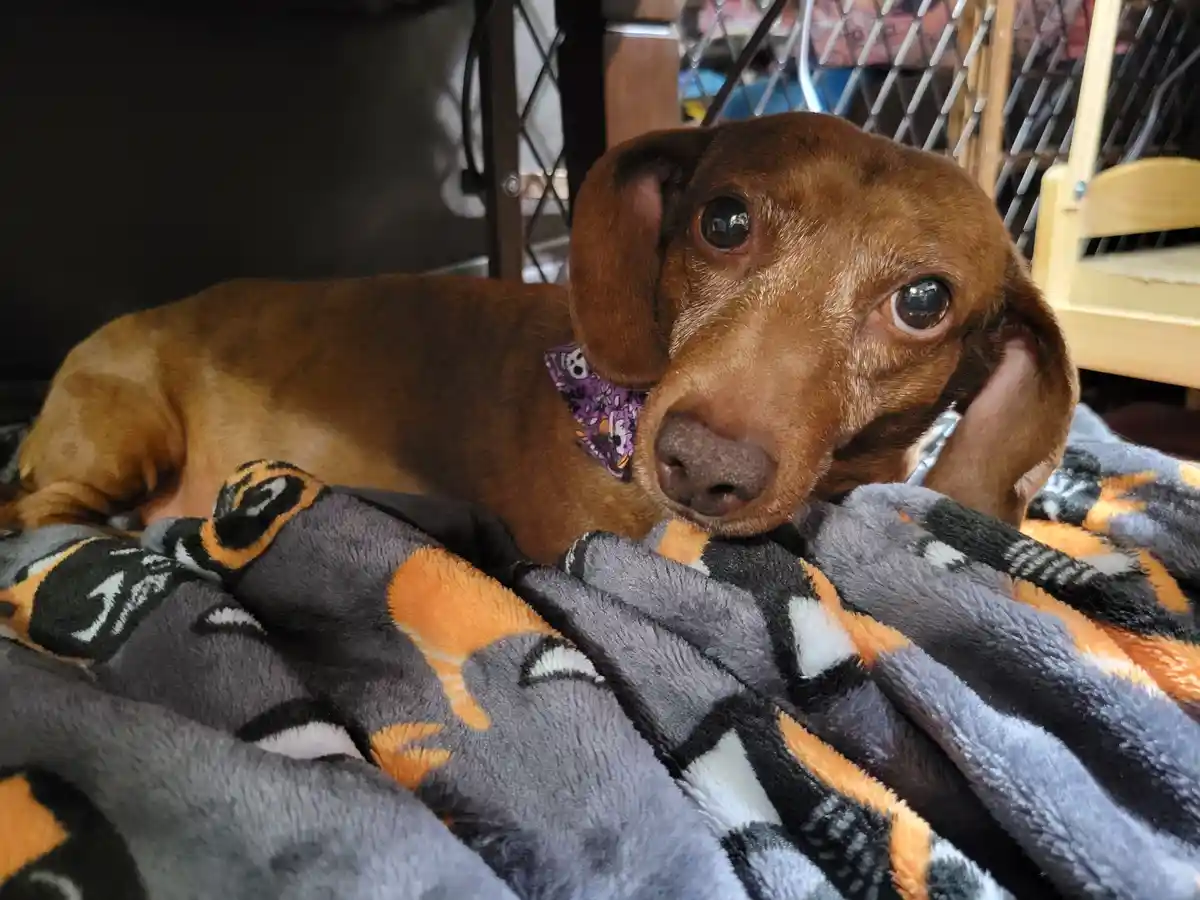 A brown dachshund with large, soulful eyes lies on a gray, orange, and black patterned blanket, wearing a purple bandana…
