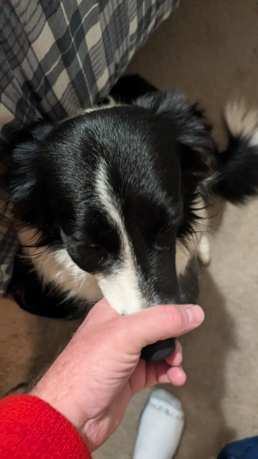 A close-up photo shows a black and white dog with its eyes half-closed, appearing sleepy or unimpressed, as a person's hand…