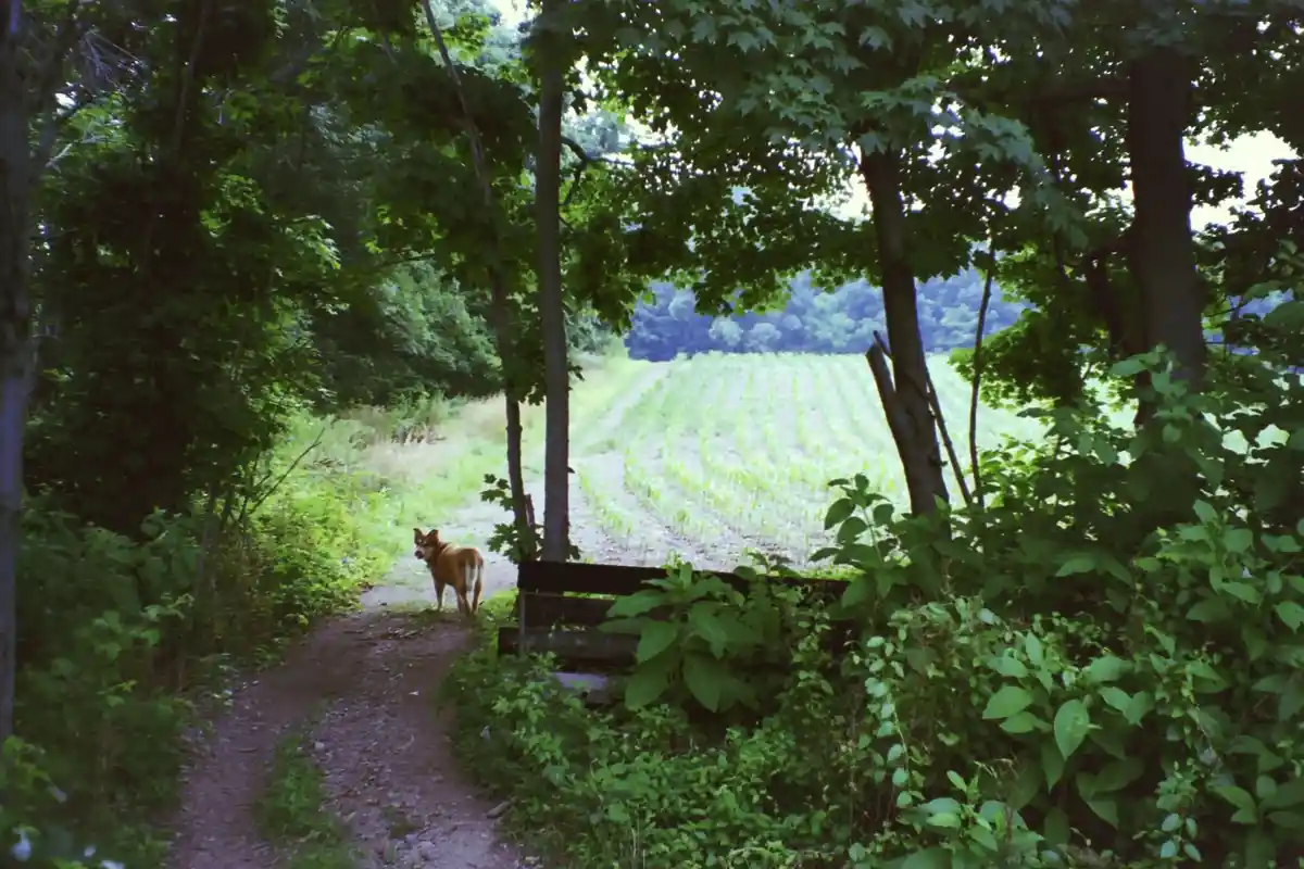 A brown dog stands at the edge of a dirt path in a lush green forest, looking out toward a field of young crops. The image…