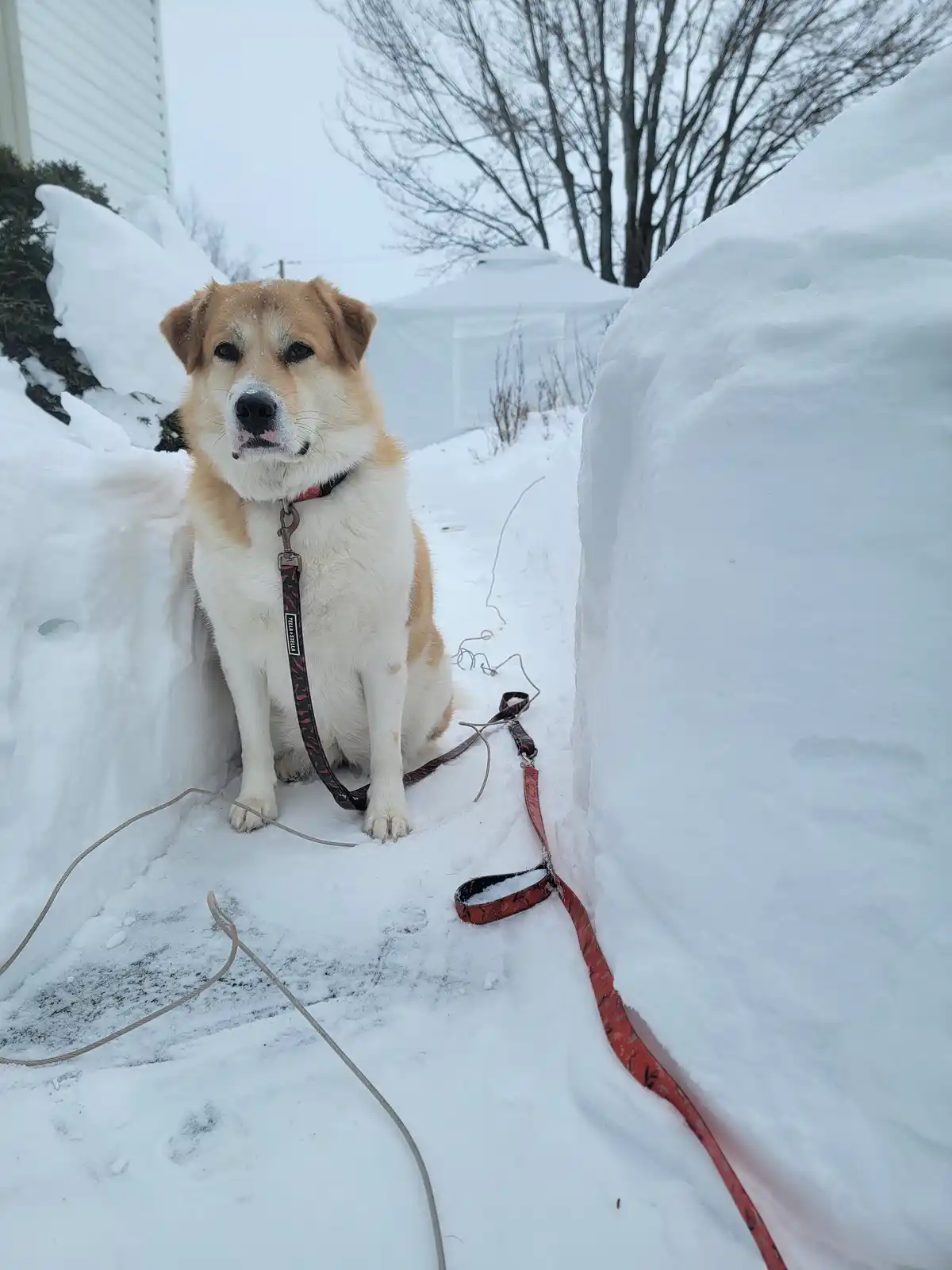 A tan and white dog sits patiently in a narrow path between two tall snowbanks, wearing a red leash that trails off into the…