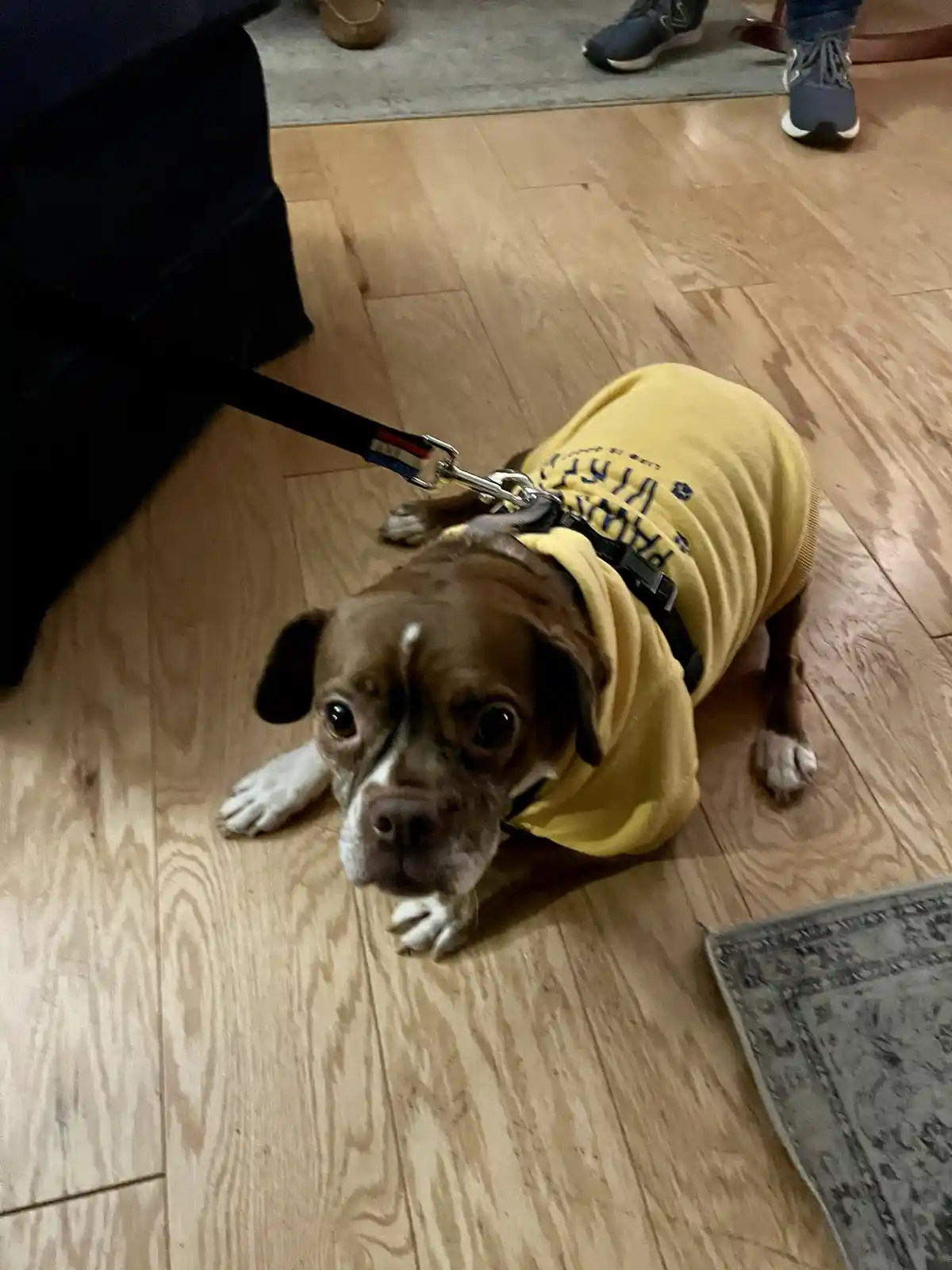 A brown and white dog wearing a yellow sweatshirt and a black harness lies on a wooden floor, looking up with wide, pleading…