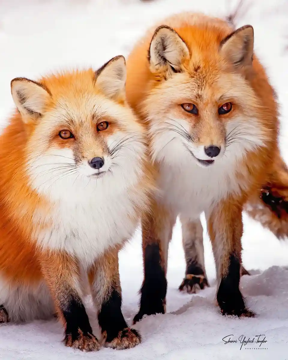 Two red foxes stand close together in a snowy landscape, both looking directly at the camera with intense, serious…