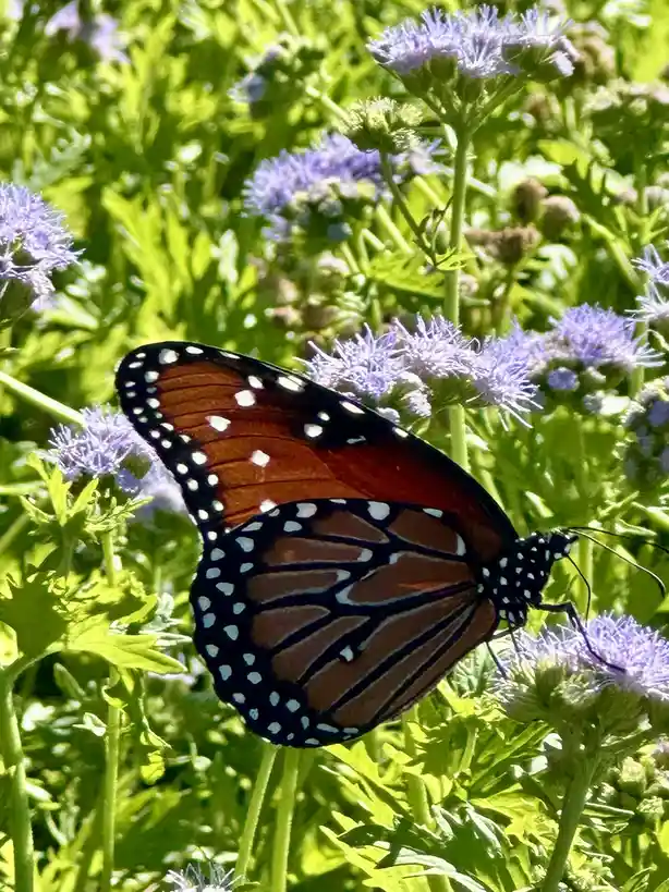 A monarch butterfly with orange, black, and white patterned wings is perched on a cluster of small, fluffy purple flowers…